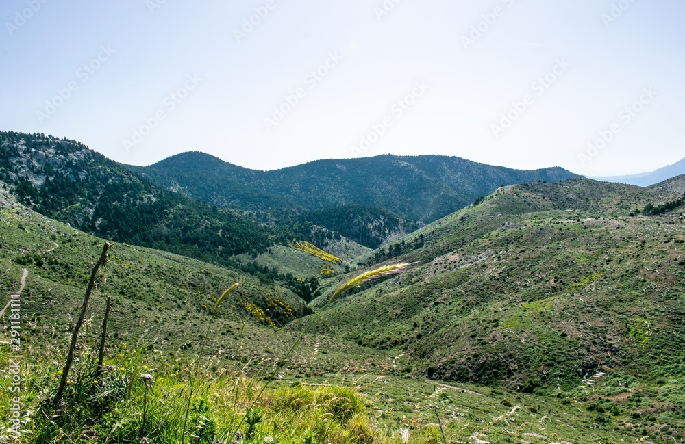 Image shows a beautiful blossomed mountain landscape at the Parnitha national park.