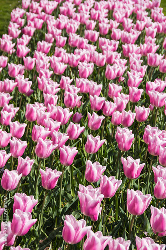 Beautiful Dutch pink white tulip flowers of special (kind, variety) breed field in spring time, the Netherlands (Holland), Keukenhof, Lisse