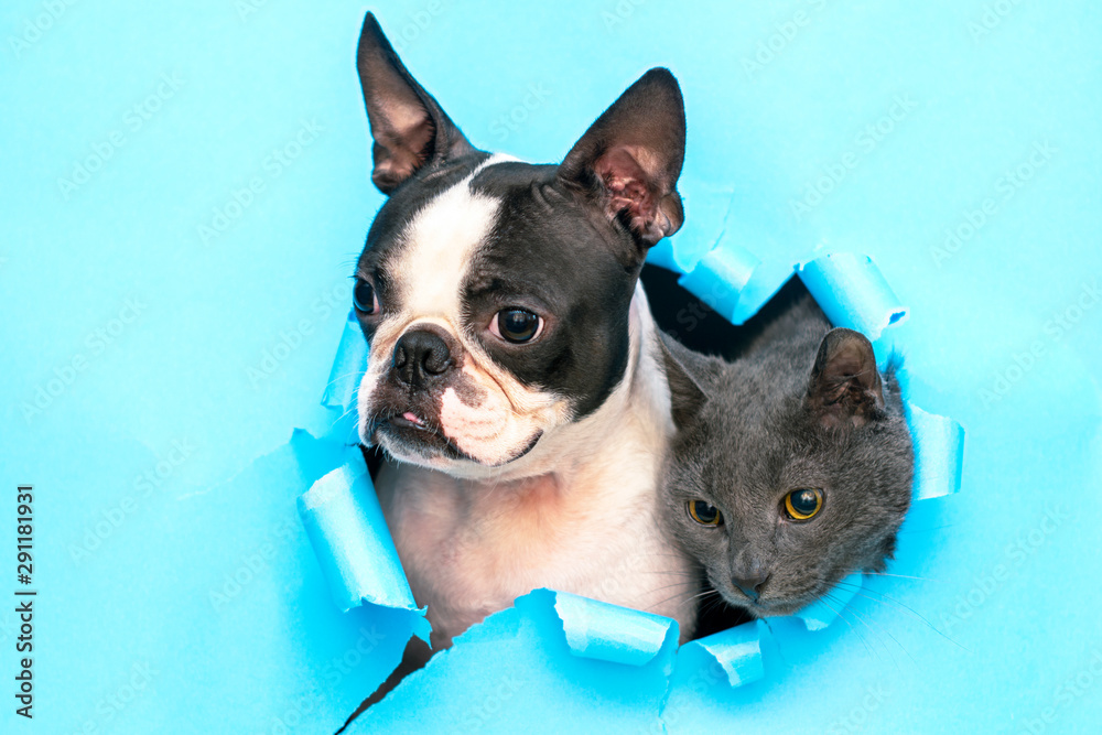 A gray cat and a Boston Terrier poke their heads out of a hole in the paper.