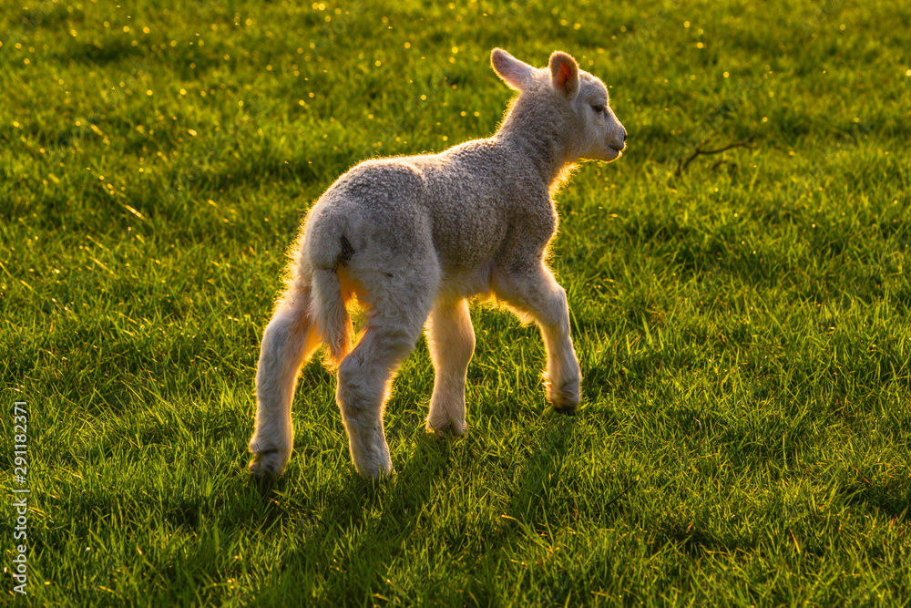 Obraz premium Evening sun behind a lamb