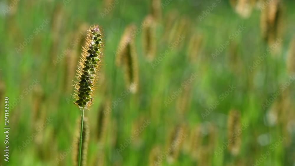 Gras oder Grashalm wiegt sich im Wind auf Sommerwiese. Gras oder Grashalm wiegt sich im Wind auf Sommerwiese.