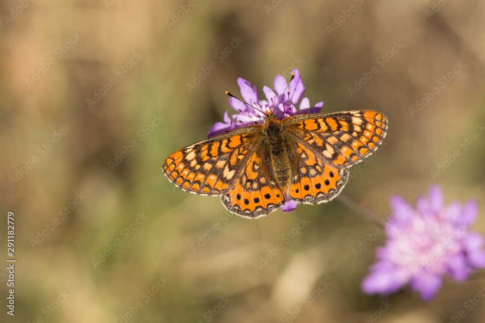 Marsh fritillary, Euphydryas aurinia Beckeri, Spain, Europa. Marsh fritillary, Euphydryas aurinia Beckeri, Spain, Europa.