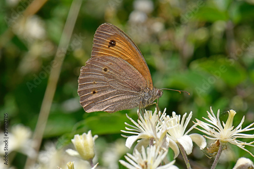 Großes Ochsenauge (Maniola jurtina) - Meadow brown photo