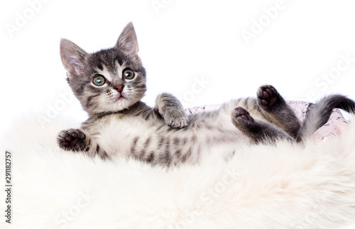 striped kitten in a fluffy blanket © Happy monkey