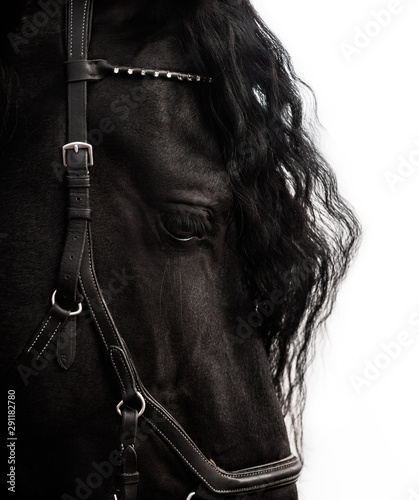 horse eye black isolated photo