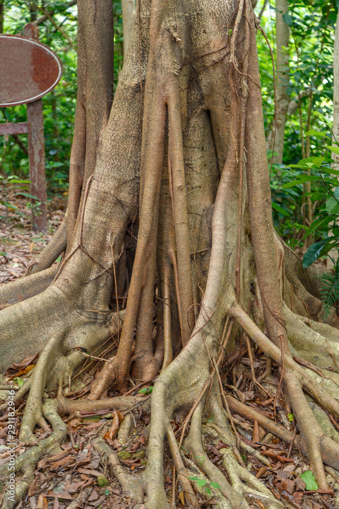 Hanging roots of an exotic tropical tree Hanging roots of an exotic tropical tree