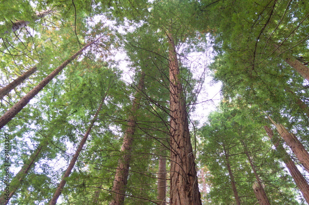Fototapeta premium Redwoods branches in a forest of Cantabria, Spain