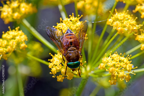 Schwebfliege (Syrphidae) auf einer gelben Blüte, Griechenland - Hoverfly in Greece