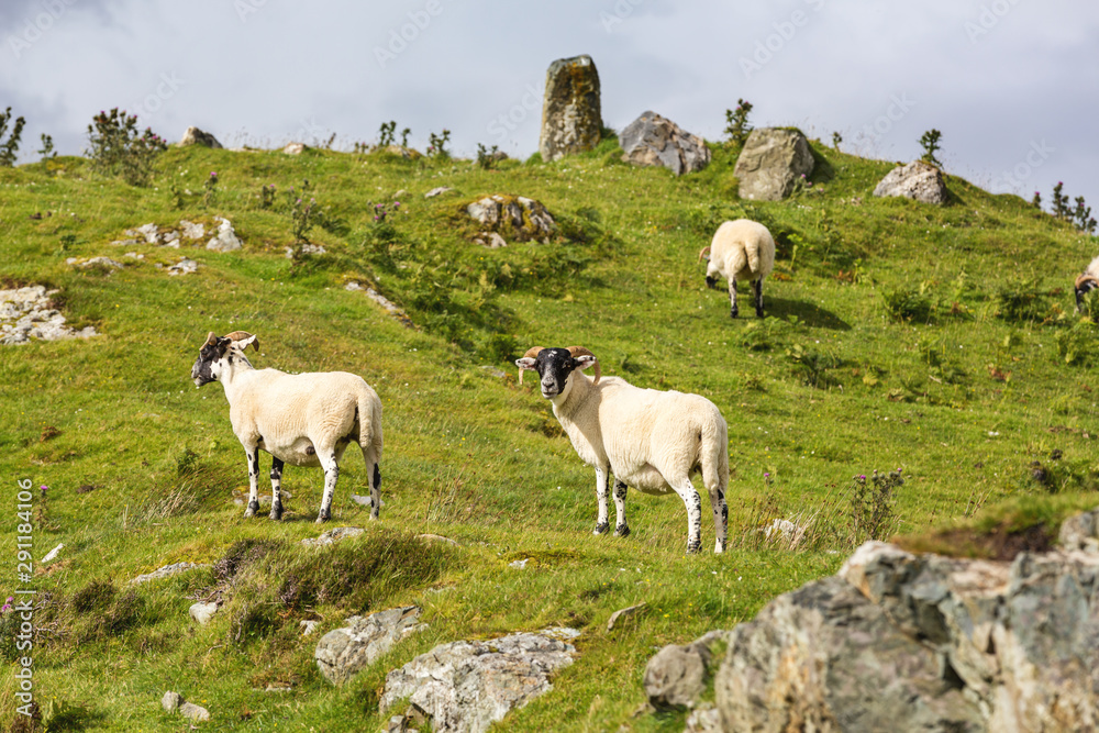 Fototapeta premium Black faced sheep on the Isle of Skye