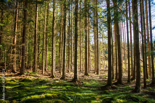 trees in the forest