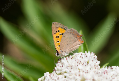 Small copper, butterfly (Lycaena phlaeas), Andalucia, Spain.