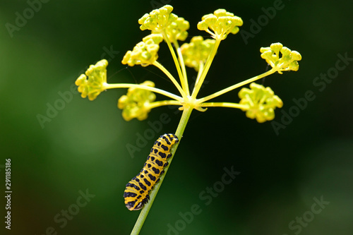 Southern swallowtail / caterpillar (Papilio alexanor), Peloponnese, Greece - Südlicher Schwalbenschwanz / Raupe (Papilio alexanor), Peloponnes, Griechenland