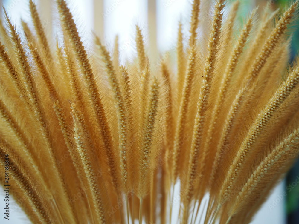 Natural Pennisetum pedicellatum Trin wallpaper. Natural Pennisetum pedicellatum Trin wallpaper.