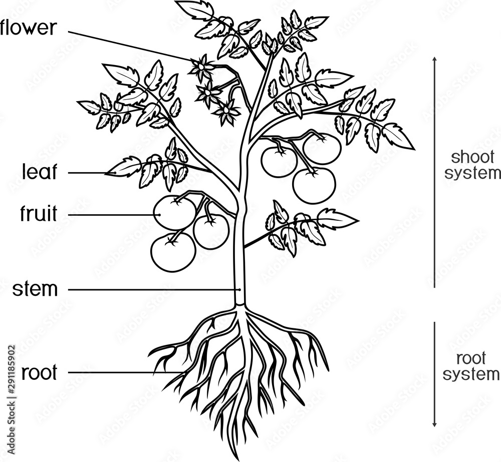 Coloring page. Parts of plant. Morphology of tomato plant with ...