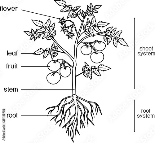 Coloring page. Parts of plant. Morphology of tomato plant with leaves, fruits, flowers and root system isolated on white background with titles