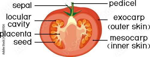 Parts of plant. Morphology and anatomy of tomato ripe red fruit. Tomato fruit structure in section isolated on white background