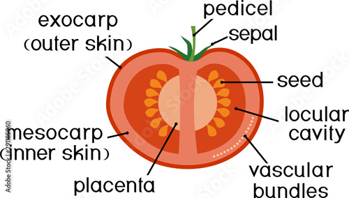 Parts of plant. Morphology and anatomy of tomato ripe red fruit. Tomato fruit structure in section isolated on white background