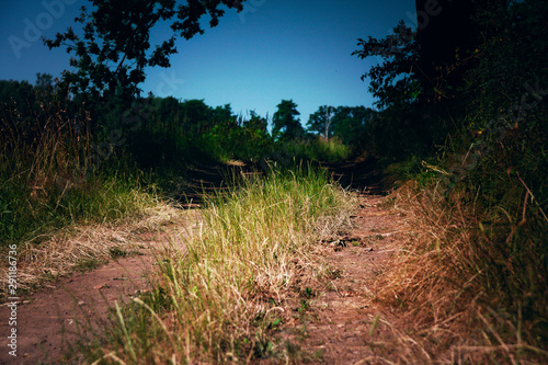  view of a dirt road in summer  