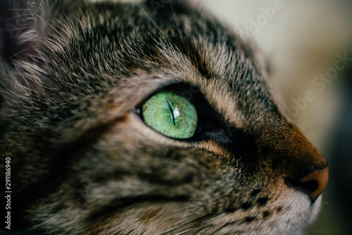 Close up view of green cat eye. Beautiful cat portrait with focus in the eye. . 