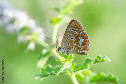 Southern brown argus, Aricia cramera, butterfly, Andalusia, Spain.