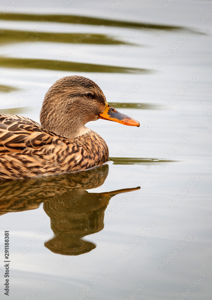 Fototapeta premium Beautiful duck swimming in a lake