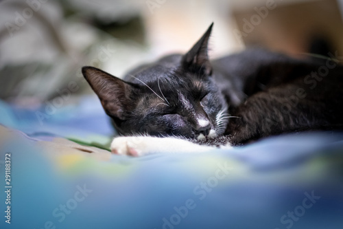 black cat lying on the bed © Oat.P