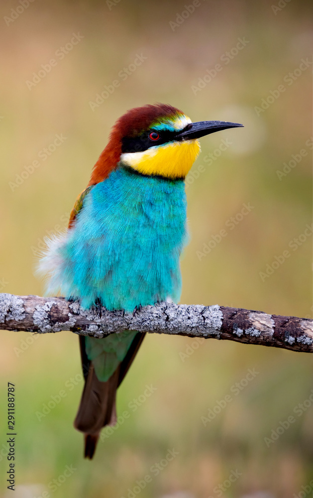 Fototapeta premium Portrait of a colorful bird