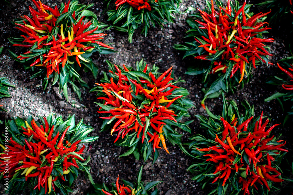 Vibrant ornamental pepper plants displaying bold red, orange and yellow fruit with dark green leaves surrounded by black mulch Vibrant ornamental pepper plants displaying bold red, orange and yellow fruit with dark green leaves surrounded by black mulch