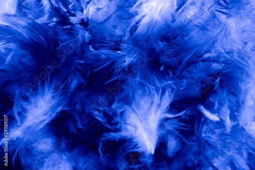 Beautiful closeup textures abstract colorful dark black white and blue feathers and darkness pattern feather wallpaper and background