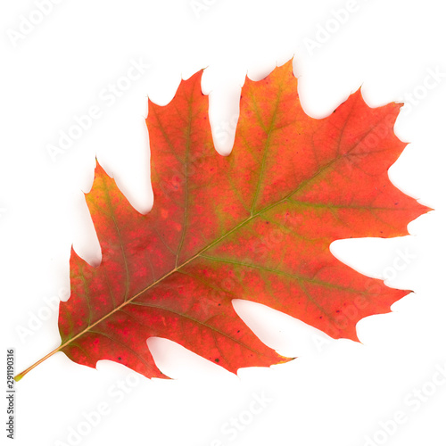Autumn oak leaf isolate on a white background.