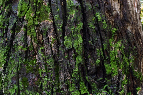 Tree bark covered with moss