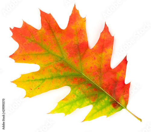 Autumn oak leaf isolate on a white background.