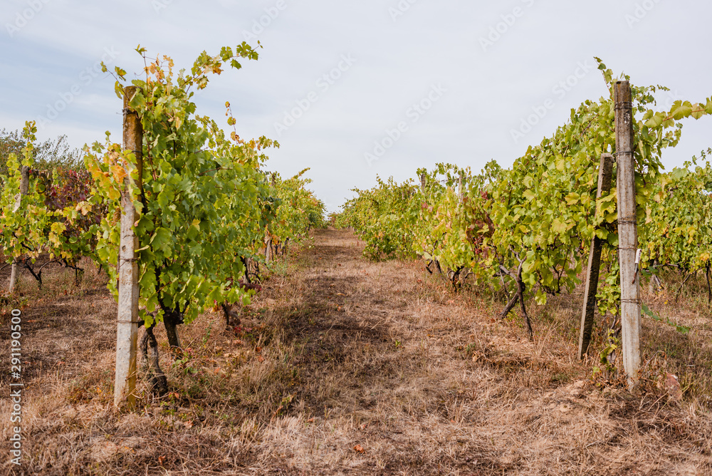 Naklejka premium Old vineyard in the Carpathians. Autumn in the mountains.