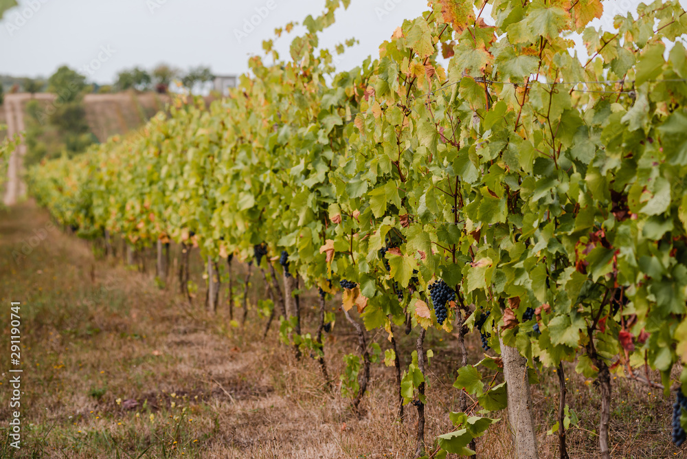 A row of vines with ripe grapes. Autumn in the vineyard.