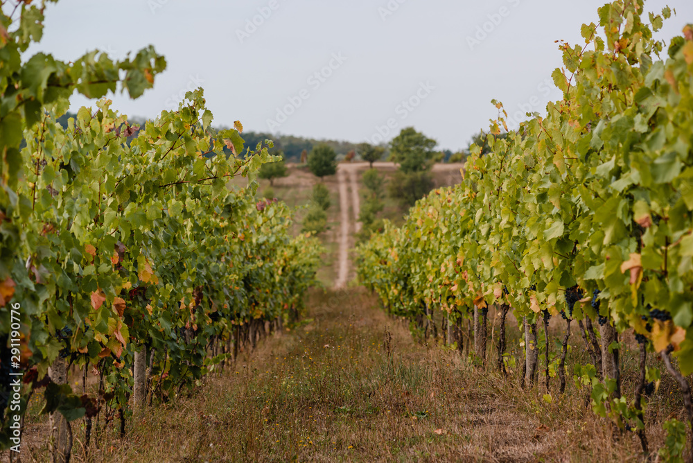 Vineyard with ripe grapes in the countryside.