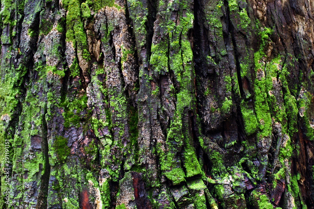 Tree bark covered with moss Tree bark covered with moss