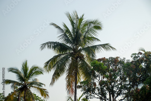 coconut  tree and blue sky