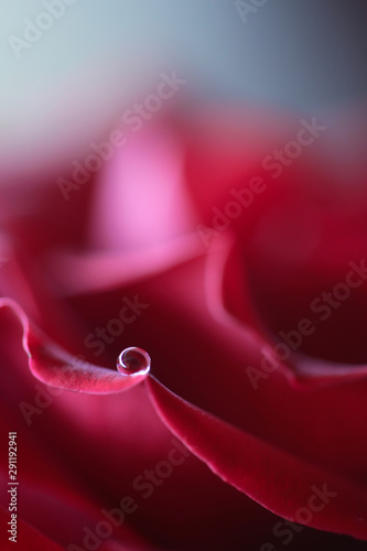 Macro flower in closeup