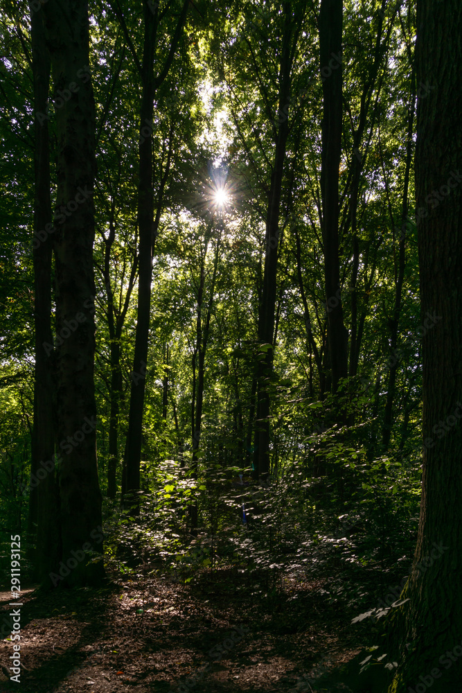 Obraz premium Bäume_3