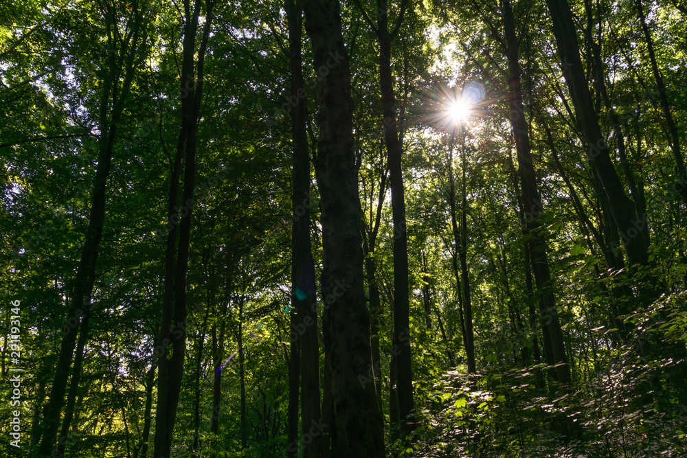 Obraz premium Bäume_4