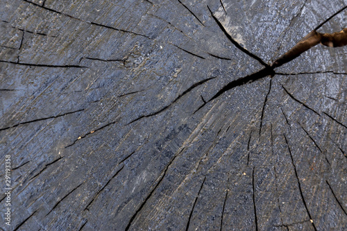Cross section of tree stump painted in black paint. Tree cut and paint covered background.