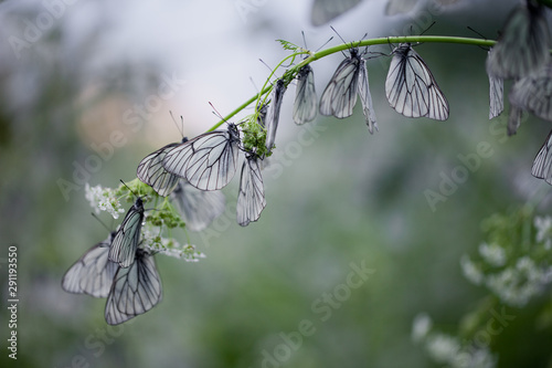 butterfly on a branch