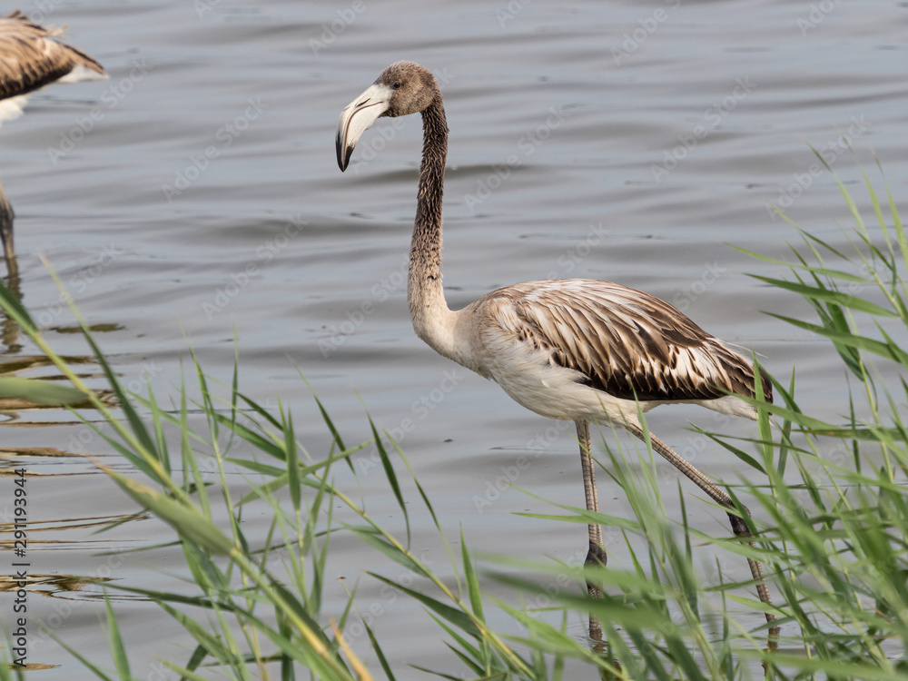 Obraz premium Joven flamenco