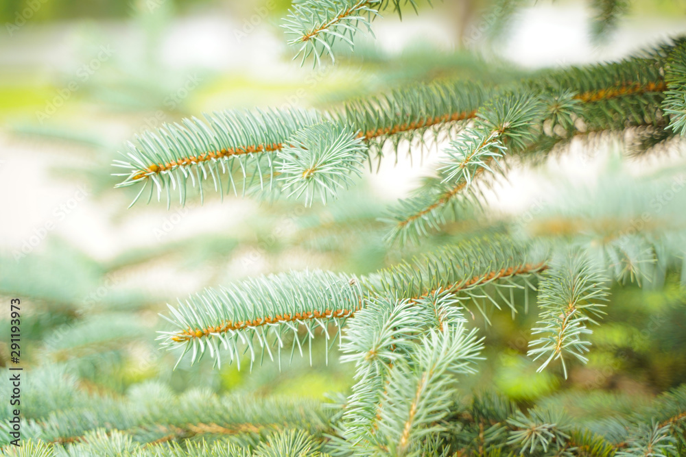 Silver blue spruce pine, fir tree branches outdoor close up