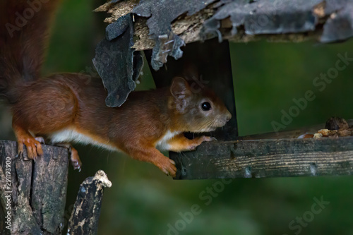 European brown squirrel in summer coat on a branch in the forest