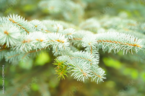 Silver blue spruce pine, fir tree branches outdoor close up