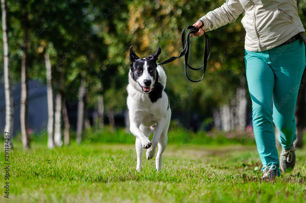 The young energetic half-breed dog is running. How to protect your dog from overheating. Dog is getting thirsty. The funny face. The young energetic half-breed dog is running. How to protect your dog from overheating. Dog is getting thirsty. The funny face.