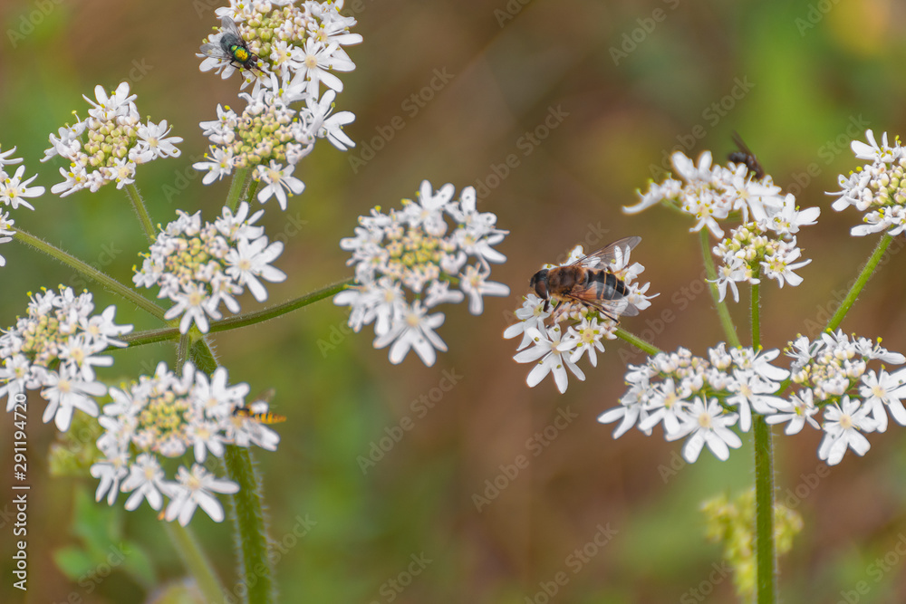 Chamomile flowers with blur background. Bee on a flower Chamomile flowers with blur background. Bee on a flower