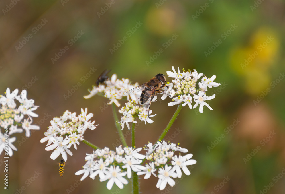 Chamomile flowers with blur background. Bee on a flower Chamomile flowers with blur background. Bee on a flower