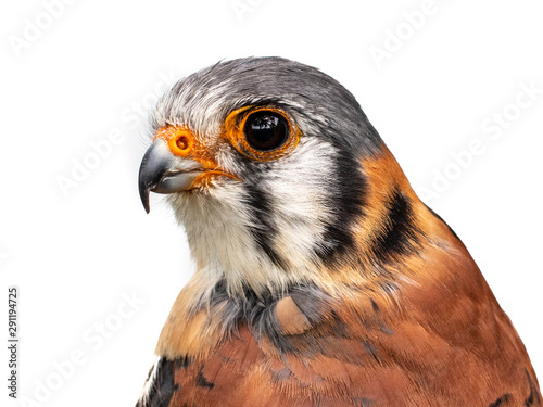 Foto Head of a male American kestrel or falcon (Falco sparverius) on a white backgrou